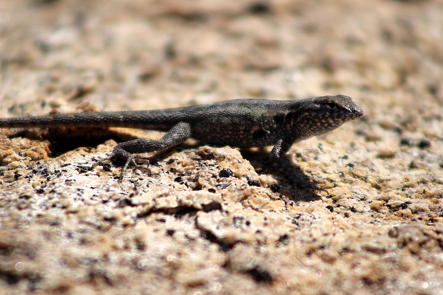 Wild Herp Lizard Southern California Photograph By Colleen Cornelius ...