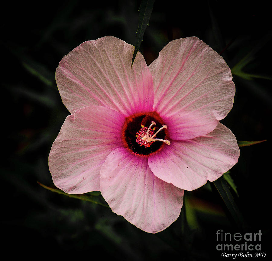 Wild Hibiscus Photograph by Barry Bohn