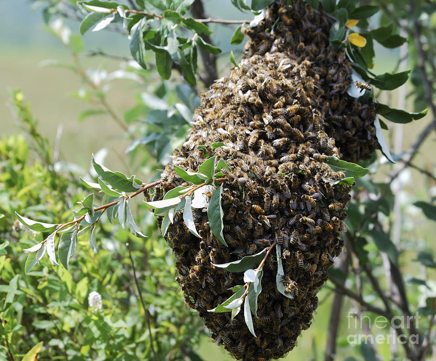 Wild Honey Bees Photograph by Randy Bodkins