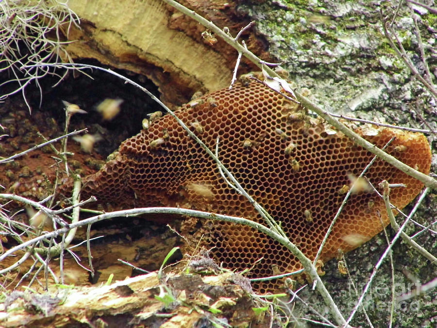 Wild Honeycomb Photograph by D Hackett