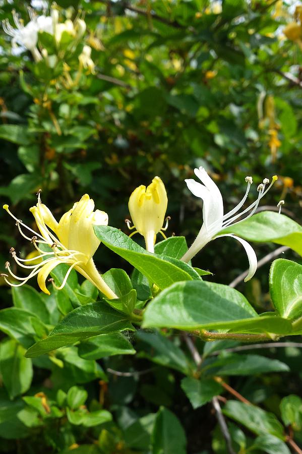 Wild Honeysuckles by Deb Martin-Webster Wild Honeysuckles by Deb Martin-Webster