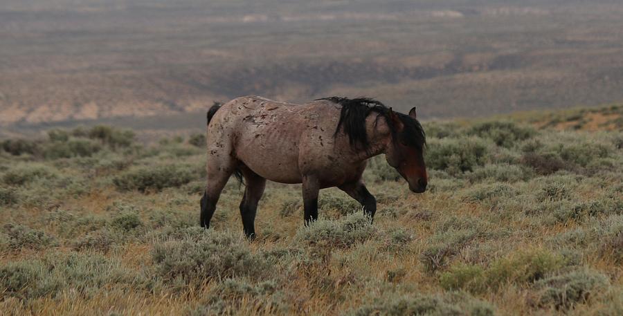 Wild Horse 2 Photograph by Christy Pooschke