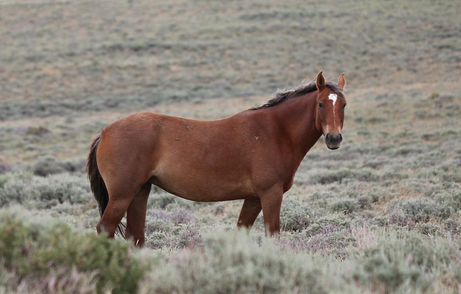 Wild Horse 3  Photograph by Christy Pooschke