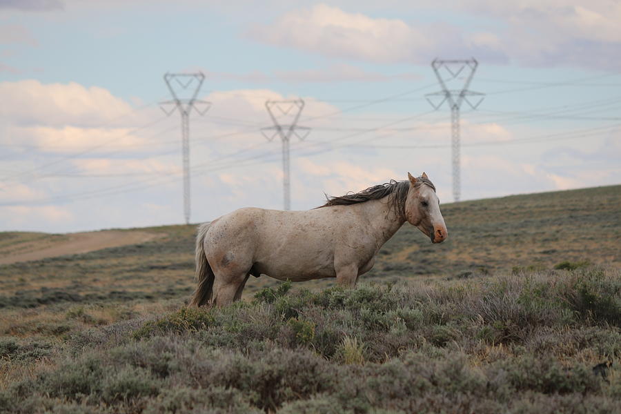 Wild Horse 4 Photograph by Christy Pooschke