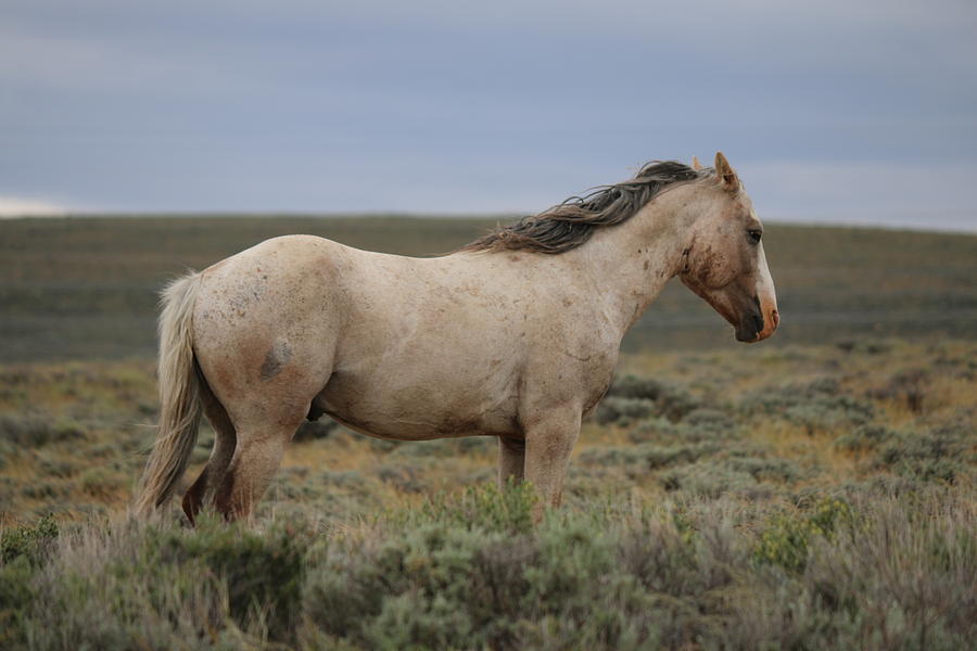 Wild Horse 5  Photograph by Christy Pooschke