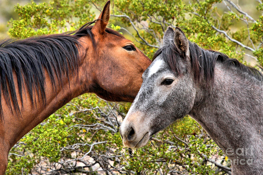 Wild Horse Affection Photograph by Adam Jewell