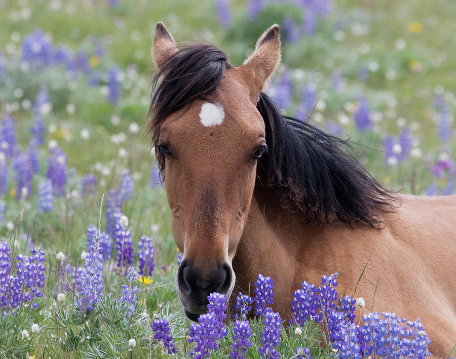 Wild Horse Among Lupines Photograph by Mark Miller