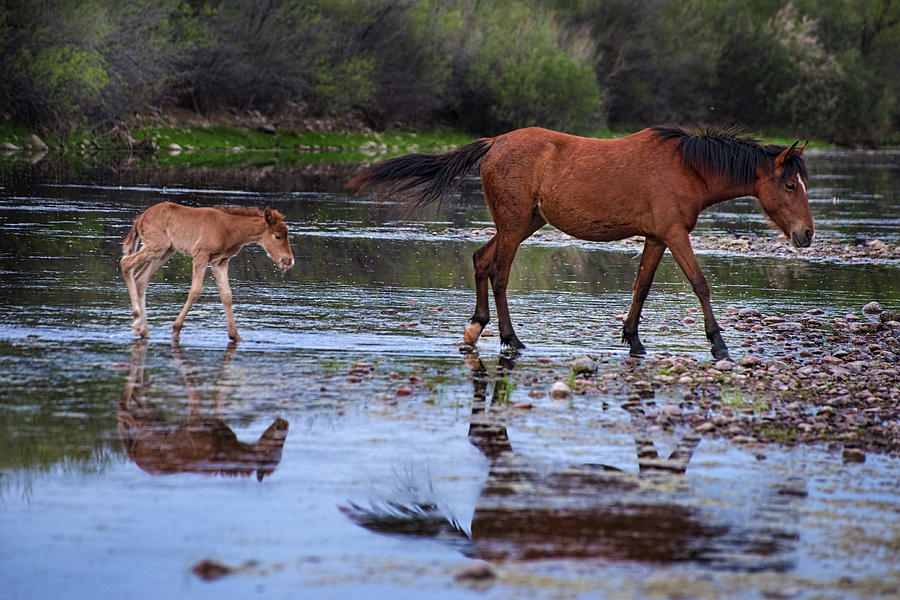 Wild Horse and Foal Cross Salt River Photograph by Dave Dilli