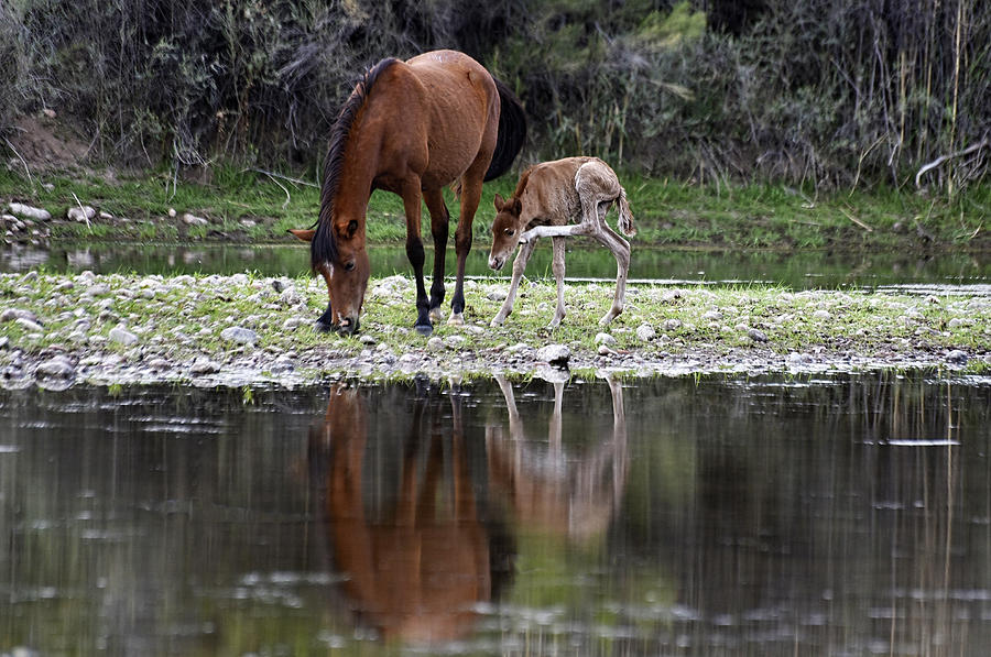 Wild horse and foal Photograph by Dave Dilli