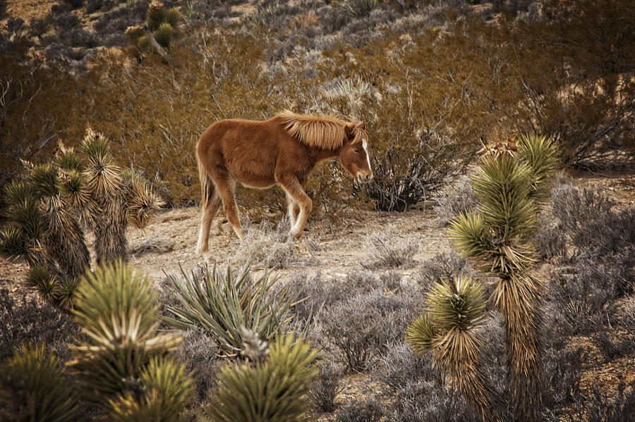 Wild Horse at Cold Creek Photograph by Mitch Spence