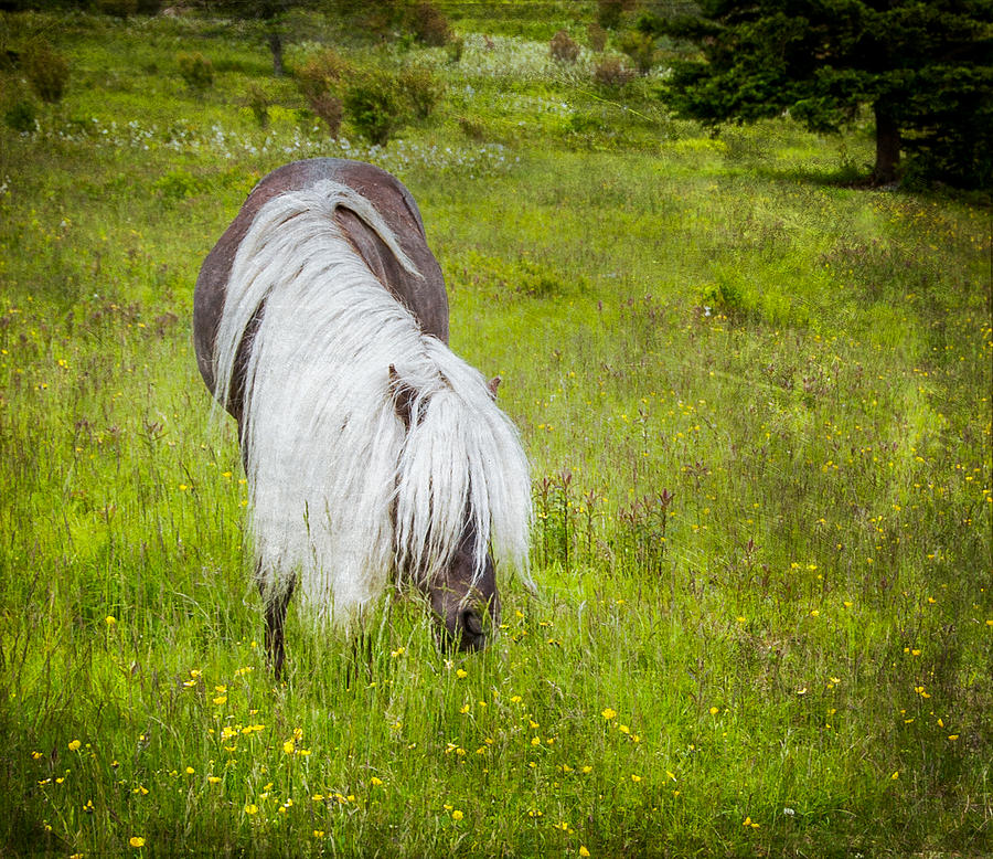 Wild Horse at Grayson Highlands - bw Photograph by Joye Ardyn Durham