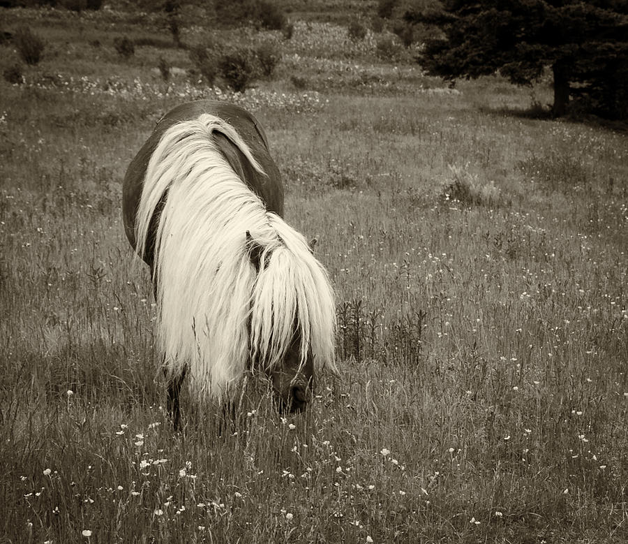 Wild Horse at Grayson Highlands - sepia Photograph by Joye Ardyn Durham