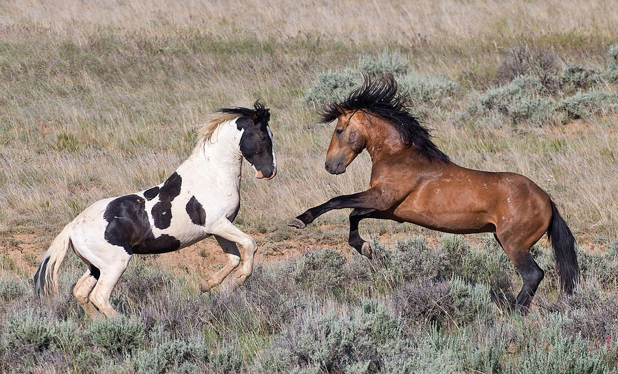 Wild Horse Battle Photograph by Max Waugh