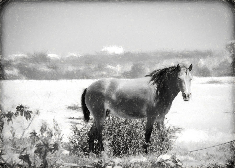 Wild Horse Photograph by Bill Howard