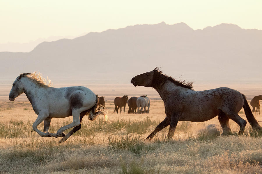Wild Horse Chase Photograph by Wesley Aston