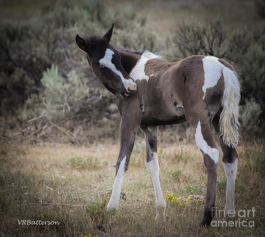 Wild Horse Colt Photograph by Veronica Batterson