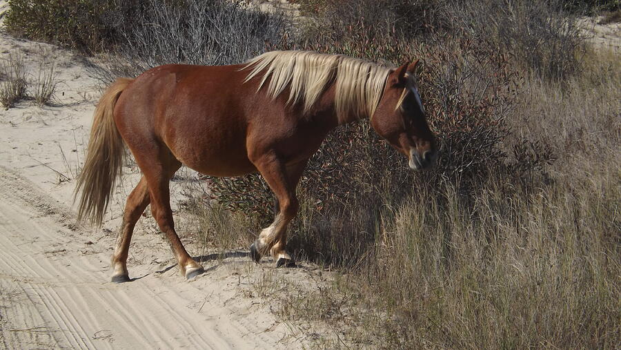Wild Horse Corolla  Photograph by Joyce Wasser