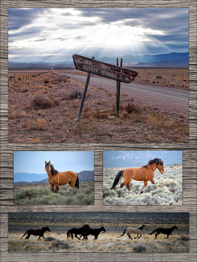 Wild Horse Country Photograph by Leland D Howard