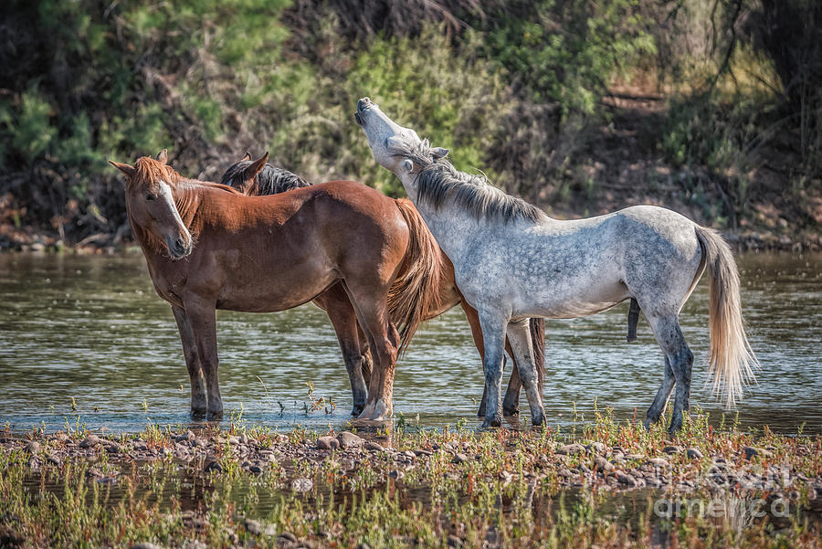 Wild Horse Courtship Photograph by Al Andersen - Pixels