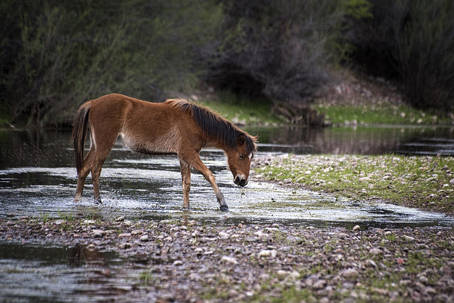 Wild horse crosses Salt River Photograph by Dave Dilli