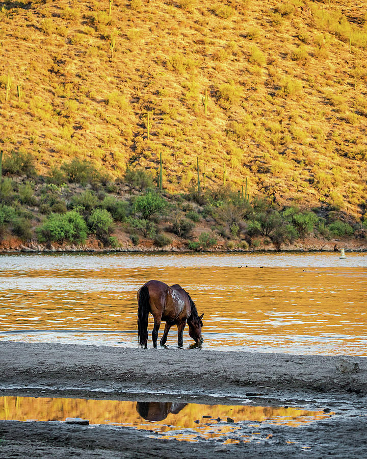 Wild Horse Drinking Water From River Photograph by Good Focused