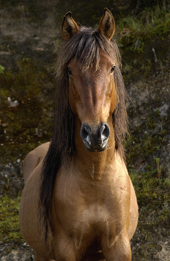 Wild Horse Equus Caballus In Open Photograph by Pete Oxford