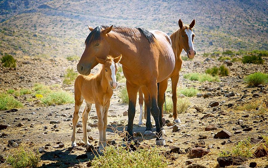Wild Horse Family Photograph by Maria Jansson