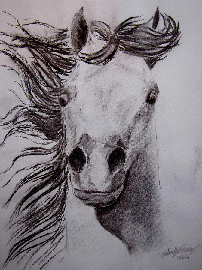 28417 Wild Horse Sketch Images Stock Photos  Vectors  Shutterstock