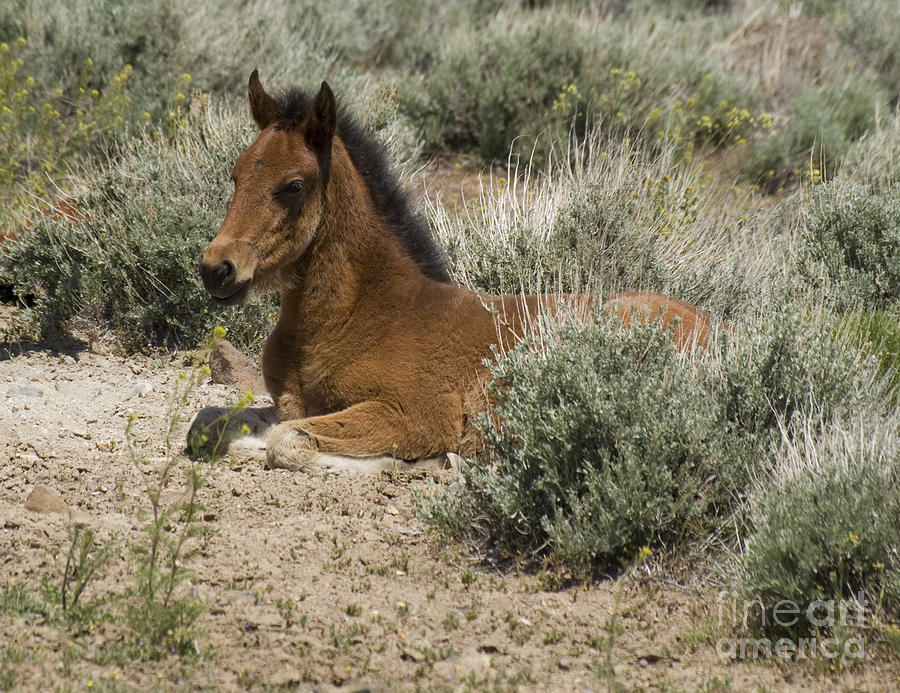 Wild horse foal Photograph by Jim And Emily Bush