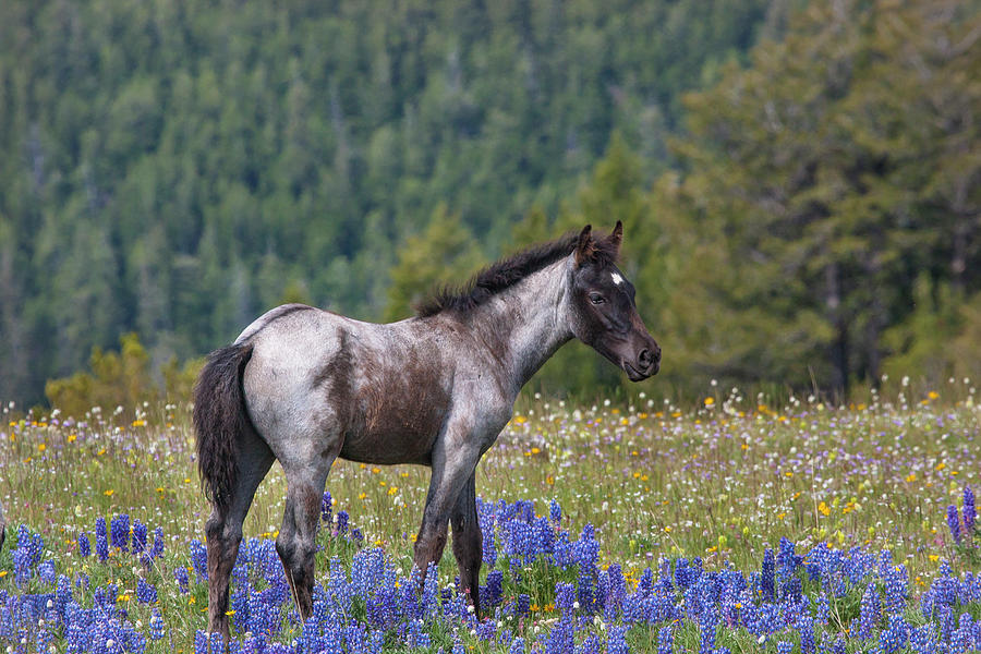 Wild Horse Foal in Lupines Photograph by Mark Miller