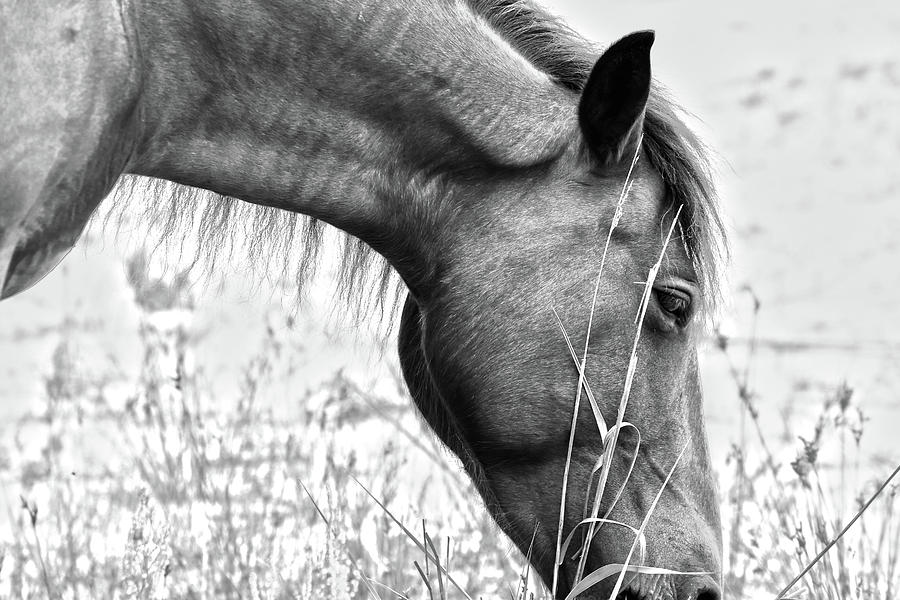 Wild Horse Grazing 2 Photograph by David Stasiak