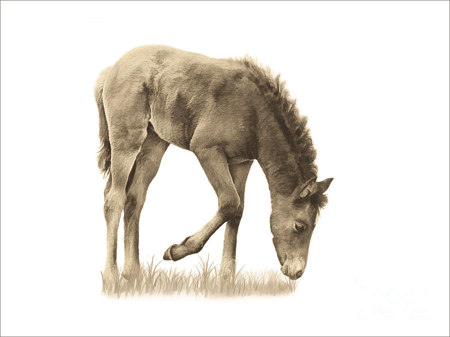 Animal Photograph - Wild Horse Grazing by Priscilla Burgers