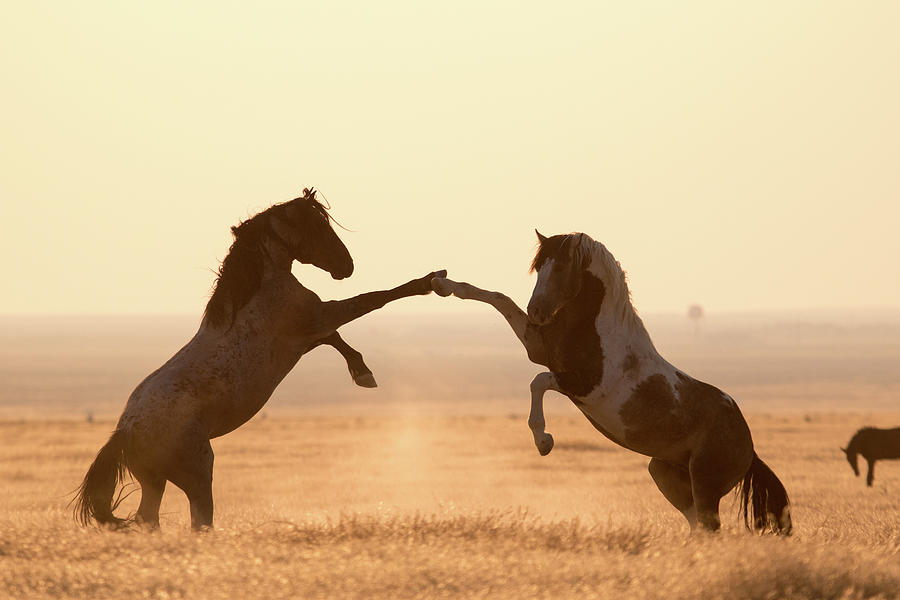 Wildlife Photograph - Wild Horse High 5 by Wesley Aston