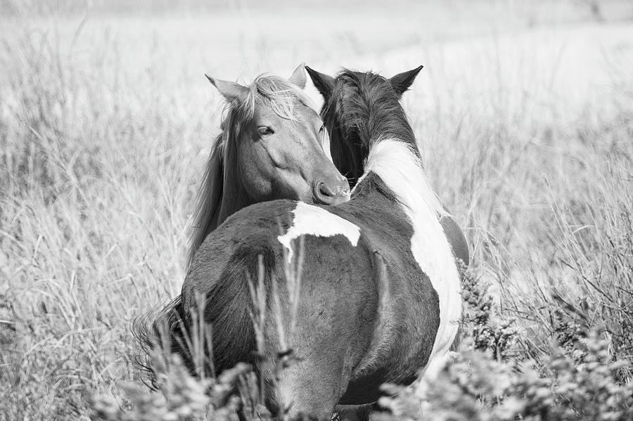 Wild Horse Hug by Stephanie McDowell - Royalty Free and Rights Managed ...