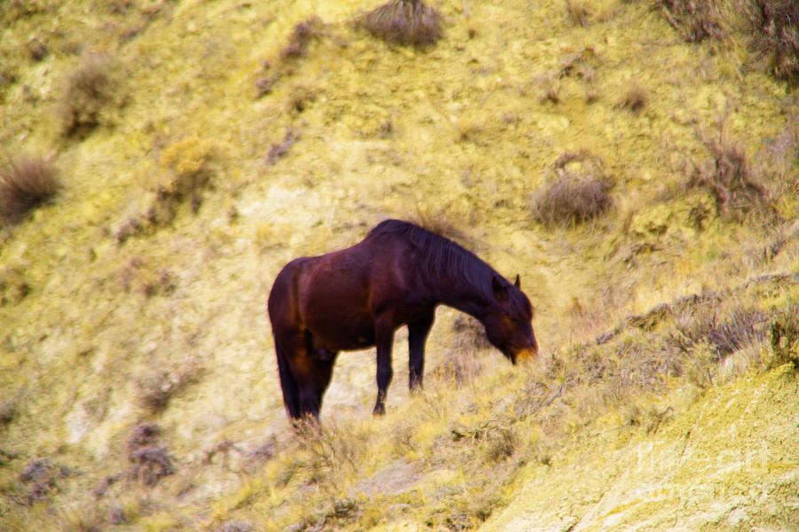 Wild horse in Medora Photograph by Jeff Swan