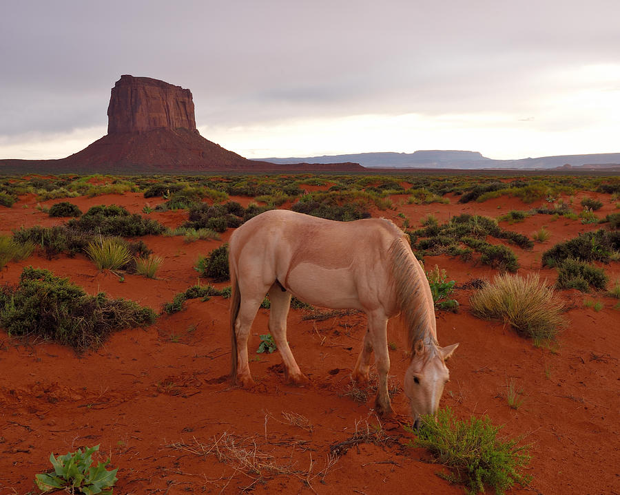 Sunset Photograph - Wild Horse in Monument Valley by Rachel Cash