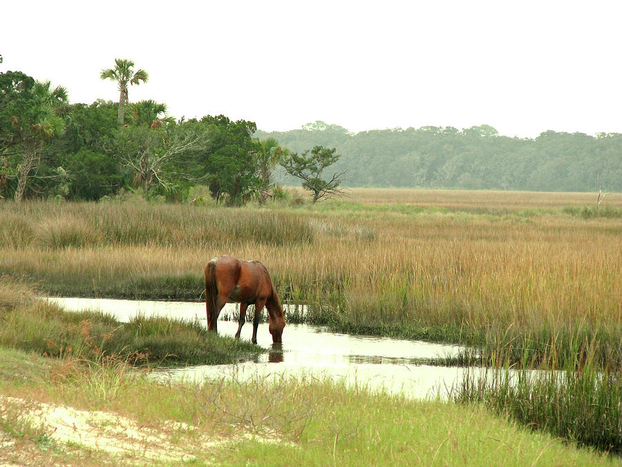 Wild Horse in Saltmarsh Photograph by Peggy Urban