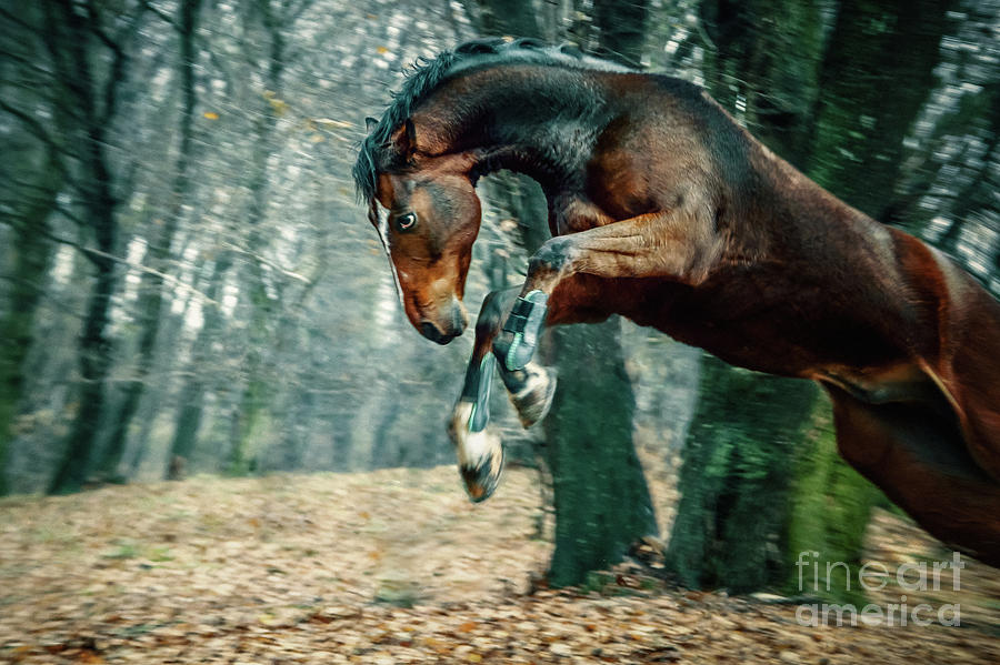 Wild horse jumping Photograph by Dimitar Hristov
