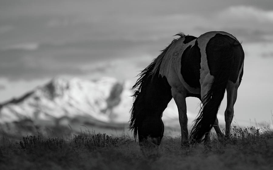Wild Horse Kingdom Photograph by Kent Keller