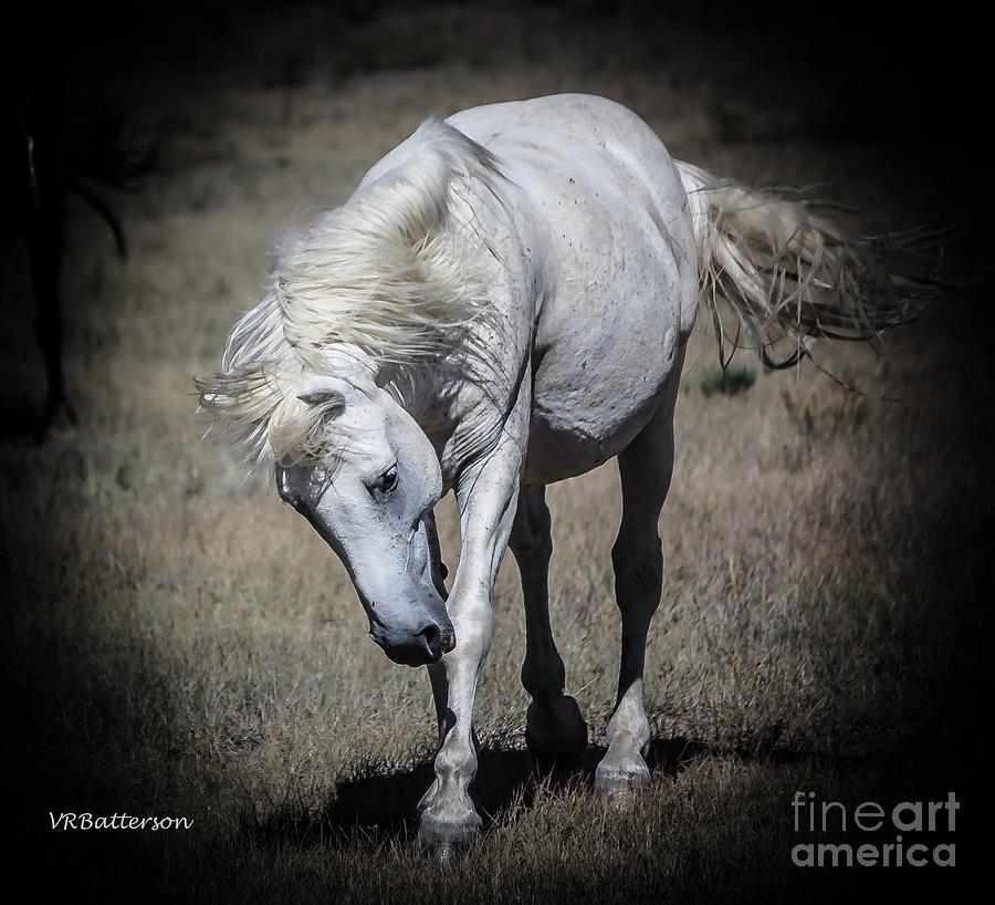 Wild Horse Leader Photograph by Veronica Batterson
