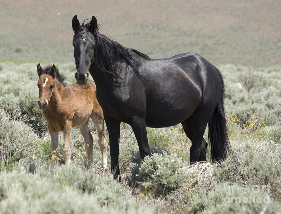 Wild horse mare and foal Photograph by Jim And Emily Bush