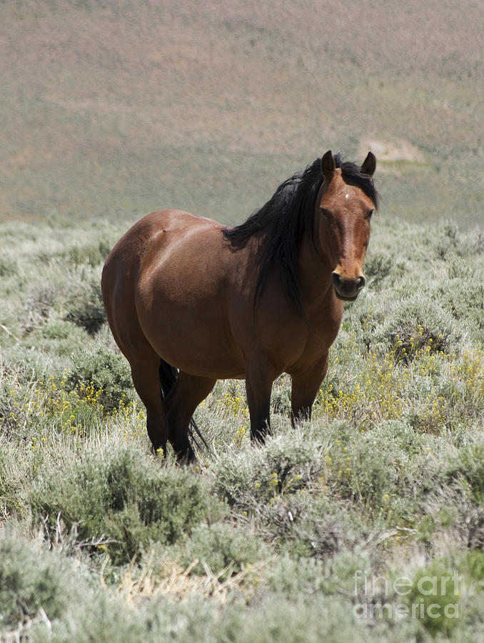 Wild horse mare Photograph by Jim And Emily Bush