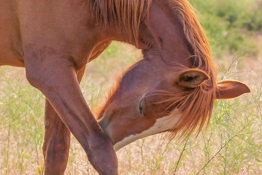 Wild Horse Nose Scratch Photograph by Marc Crumpler