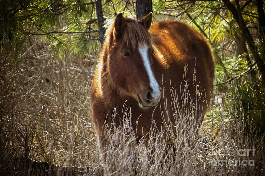Wild Horse of Assateague  Photograph by Dawn Gari