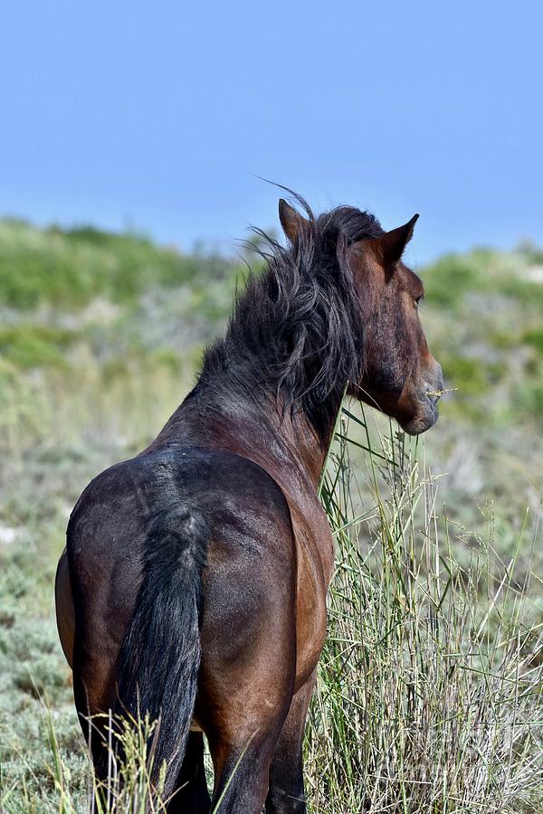Horse Photograph - Wild horse of Assteague island by JL Images