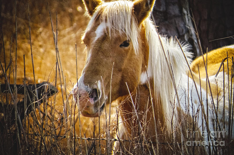 Wild Horse of Chincoteague Photograph by Dawn Gari