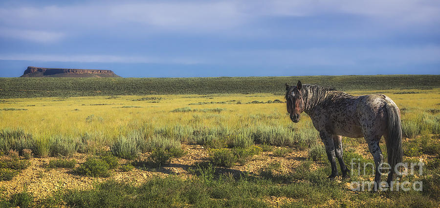Wild Horse of Pilot Butte Photograph by Priscilla Burgers