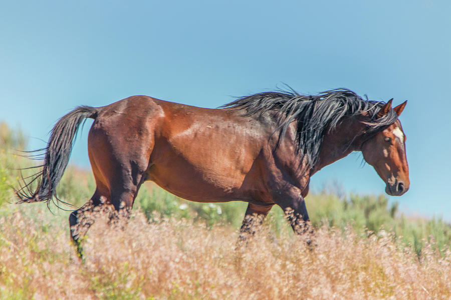Wild Horse on a Hillside Photograph by Marc Crumpler