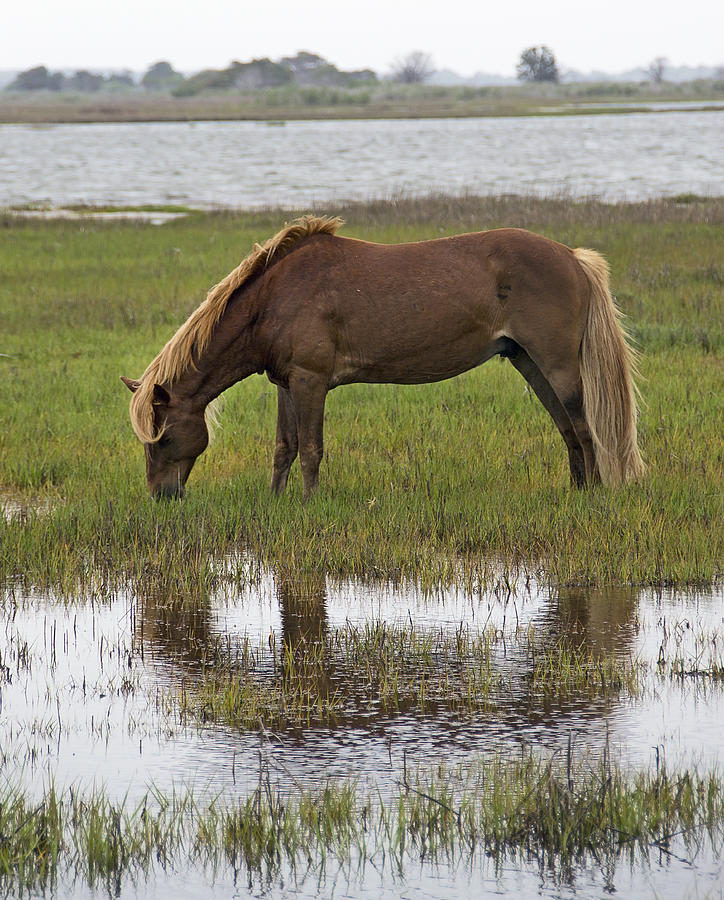 Wild Horse on Assateague Island - Maryland Photograph by Brendan Reals