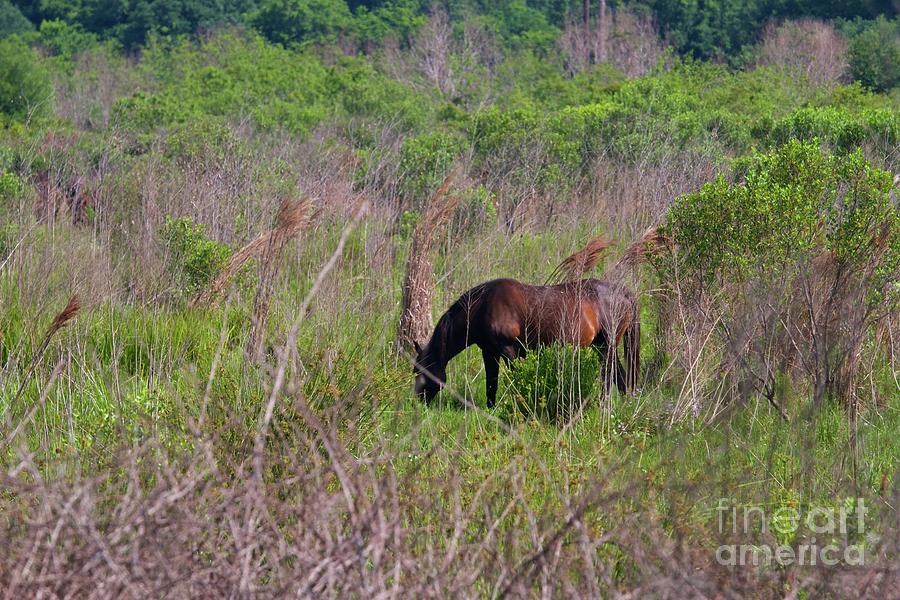 Wild Horse On The Prairie Photograph by D Hackett